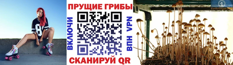 Купить где  Урень  Псилоцибиновые грибы мухоморы 